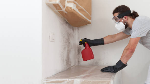 Basement Mold Remediation treatment on basement walls in Winfield