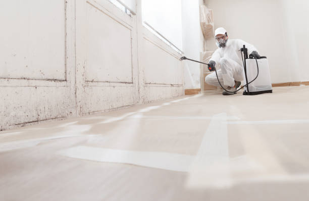 Black mold remediation team in Winfield